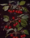 cherries