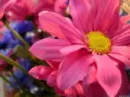 Pink Flower