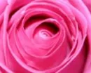 Pink Rose