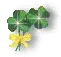 irish shamrock clover