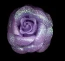 Glitterey Rose