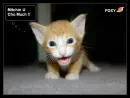 Mich-Cry Baby Cat