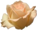 cute kawaii rose flower