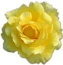 cute kawaii rose flower