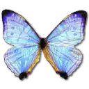 morpho pearl butterfly