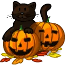 black cat and pumpkins