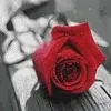 glitter rose