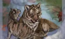 tigers