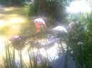 flamingos