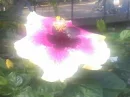 beautiful flower(taken by me)