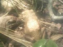 toad