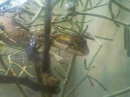 lizard