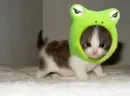 cutess little thing... hehe