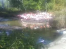 flamingos