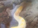 snake