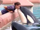 Killer whale kiss from Athena