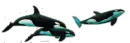 orcas moving