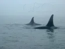 Orcas