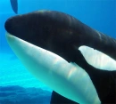 Kiska Orca at Marineland Canada