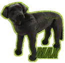 Max with black lab