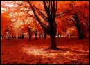 fall tree