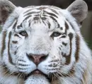 White, Tiger