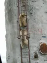 Bears Climbing