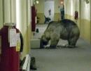 Bears