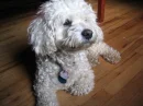 Princess Dog