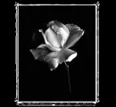 white flower
