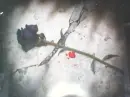 black rose