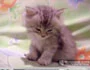 kitty falling asleep