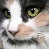 kitty