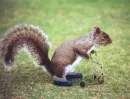 Grandpa Squirrel