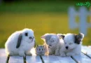 Unique Buddies