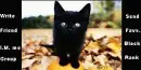 Black Cat