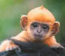 Monkey