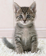 kitty
