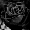 BLACK ROSE