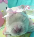 cute puppy