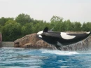 Nootka V at Marineland