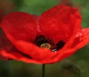red flower