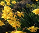 sunshine yellow reflects positive.
