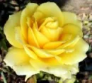 Yellow Rose