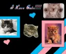 i <3 cats