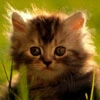 Kitty