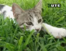 my cat = ]
