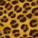 cheetha 