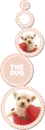 CUTE PUPPY