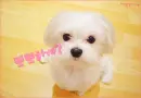 KAWAII PUPPY